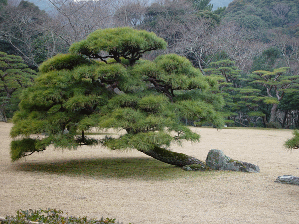 Zen-Garten